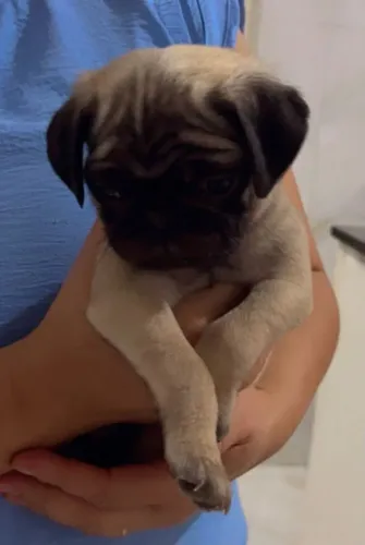 Lindos Pugs dóceis querendo uma nova família 