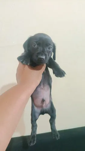 Cachorro várias raças 