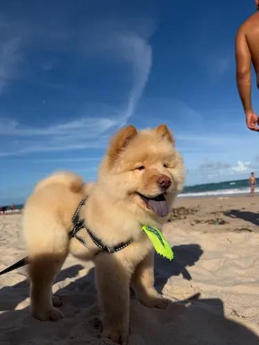 Chow chow 