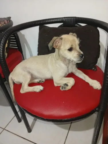 Cadela filhote pra doação 
