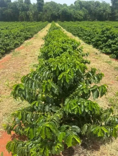 Maravilhosa FAZENDA CAFEEIRA, com 109 Hectares, localizada na Zona Rural de Alterosa/MG