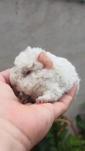 Porquinhos da india peruano