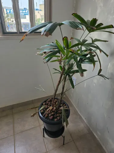 Planta Palmeira