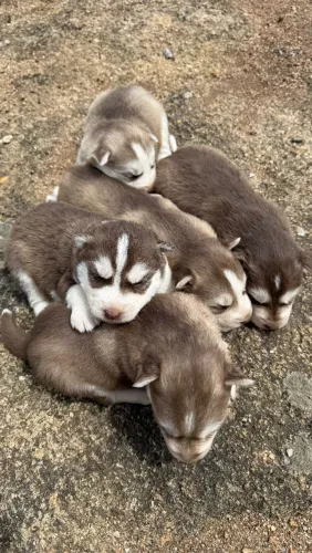 Husky siberiano macho e fêmea
