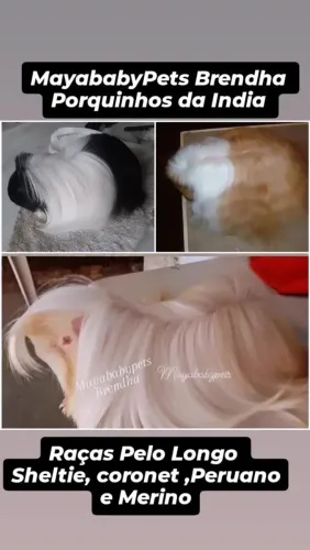 Porquinhos da India Raças Pelos longos