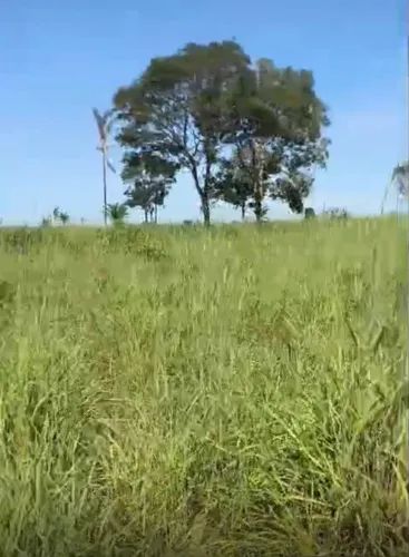 Vendo excelente Fazenda em Conceição do Araguaia Pará