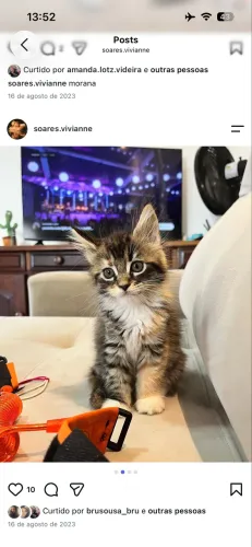 Filhotes Maine Coon