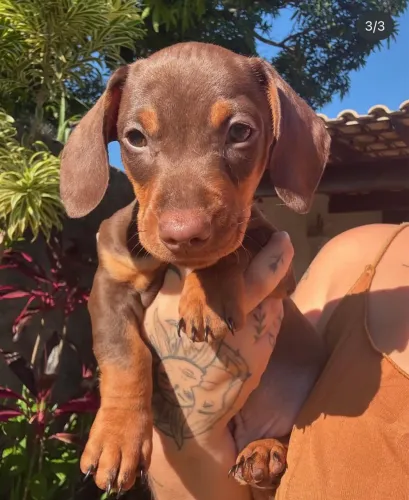 Vendo lindos filhotes de Basset dachshund 