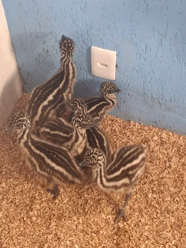 Emu