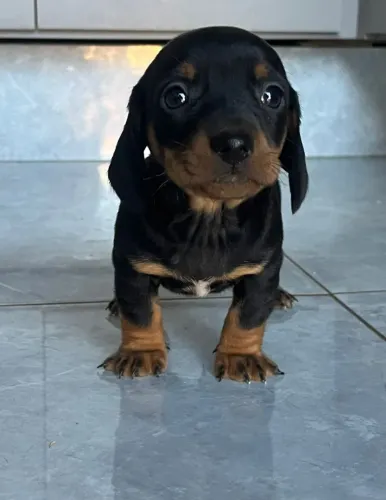 Filhote de basset