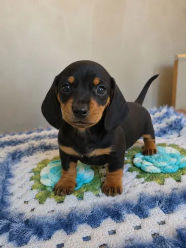 Dachshund Fêmea Preta com Canela