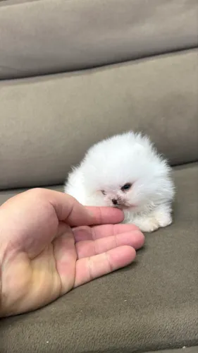 Macho de Spitz alemão anão branco neve 