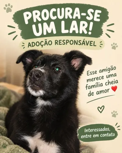 Adoção filhote Boder Colie filhote 4 meses