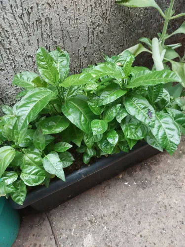 Mudas de Maracujá