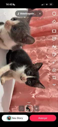Gato frajola doação 