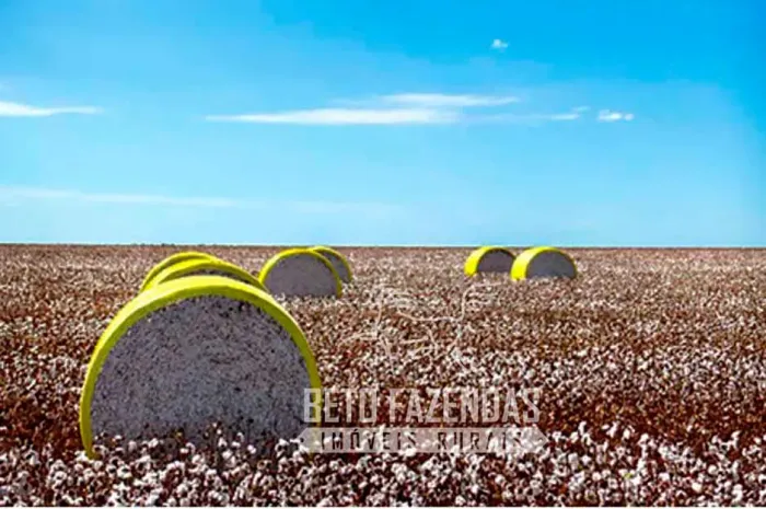 Imóvel para venda possui 150000000 metros quadrados em Zona Rural - Campo Verde - MT