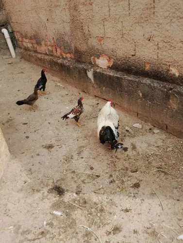 Vendo galo Brahma e galinhas, também galinha e frangas mestiças garnisé