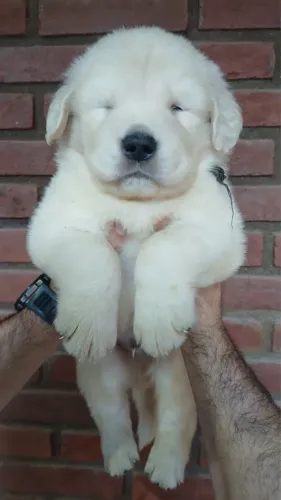 Lindos filhotes de Golden retriever em Bauru