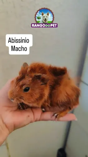 PORQUINHO DA ÍNDIA 