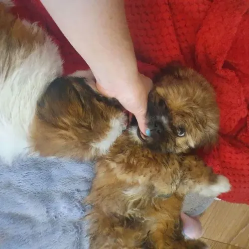 Filhotes de Shih Tzu | Mini alegria na sua casa!