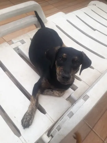 Filhote de cachorro