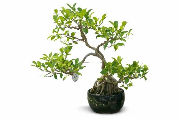 Bonsai Ficus Sob Rocha