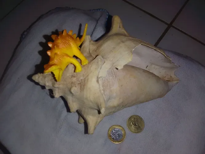 Decoração coleção