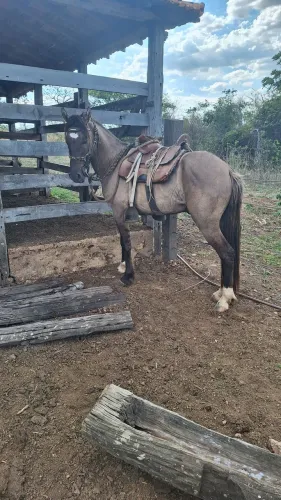 Cavalo mangalarga barato