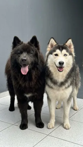 Husky siberiano