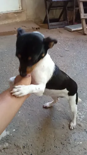 cachorra fêmea