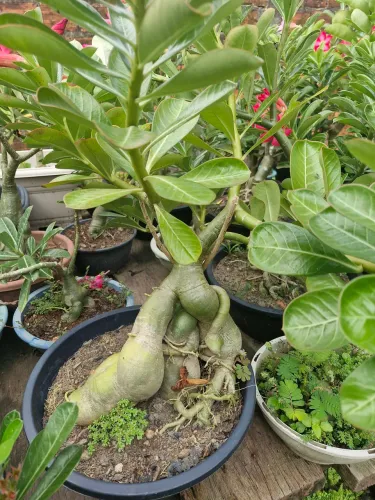 Vendo 10 rosas do deserto grandes