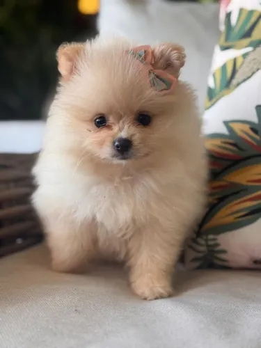 Spitz Alemão Anã Fêmea!! Princesa Pronta Entrega 