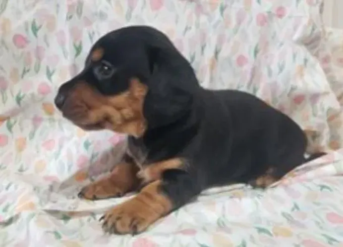 Basset Mini Dachshund Filhotes Preciosos. 