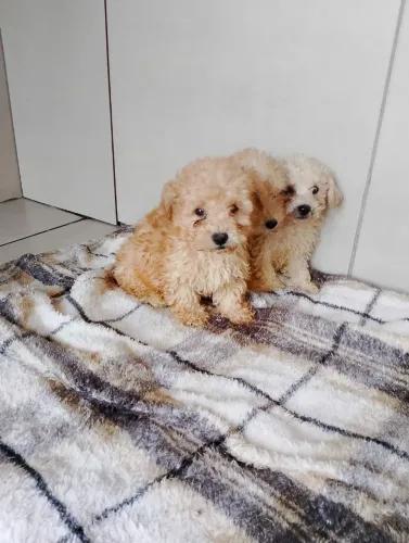 Filhotes de poodle macho