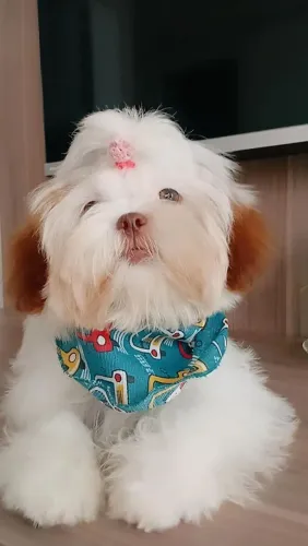 Shih tzu fêmea