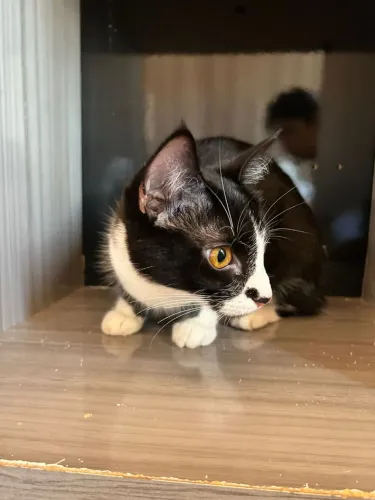 Procura- se gata de 1 ano sumiu no jardim centenário 