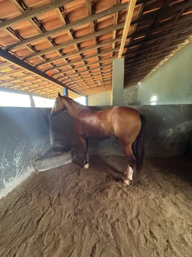 Cavalo de Direita