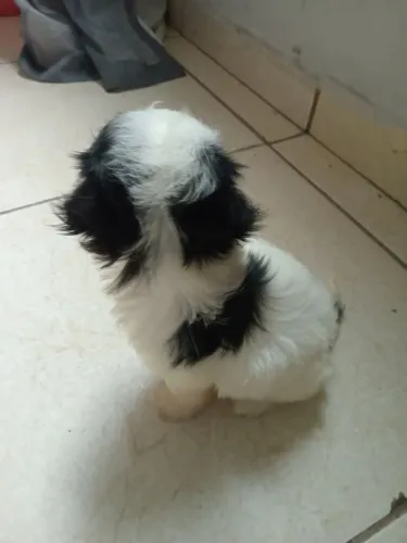 Vendo Shih Tzu fêmea, fez 2 meses já vermifugada