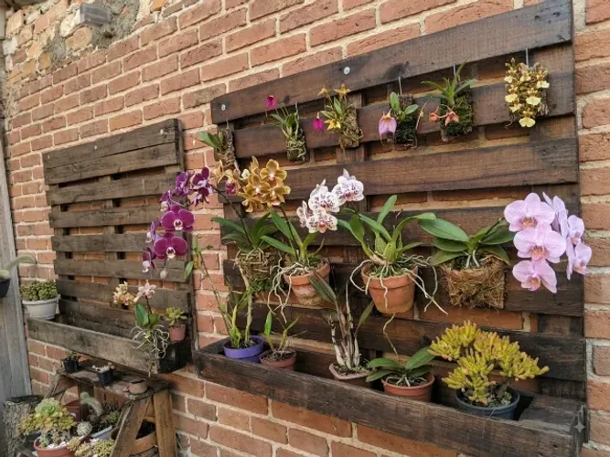 expositor plantas aéreo feito palete