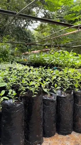 Vendo mudas de plantas medicinais frutíferas e ornamentais 