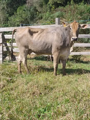 Vacas