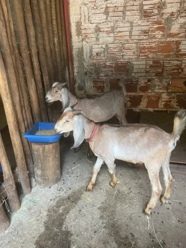 Vende-se Bodinho 