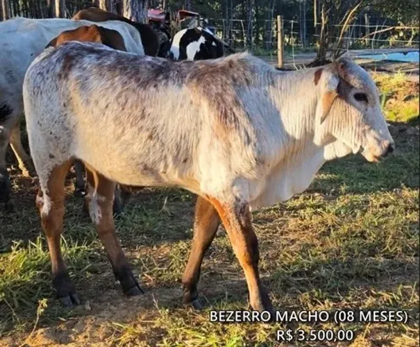 BEZERRO MACHO 8 MESES