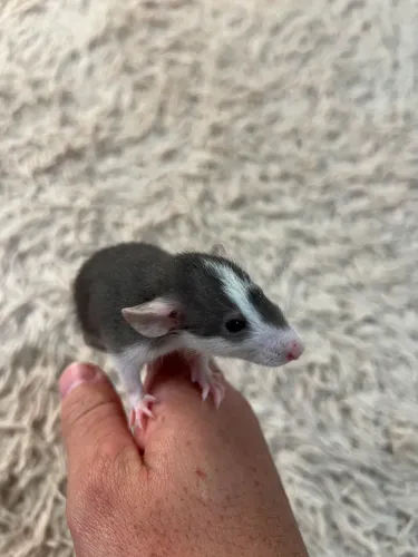 Rato para pet