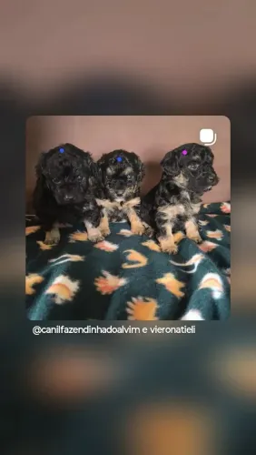 Poodle Phanton filhotes