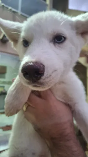 Huskys Siberiano