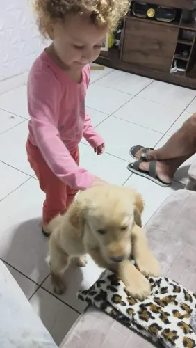 Vendo filhote de Golden retriver