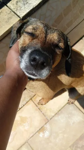 Doação Cachorra