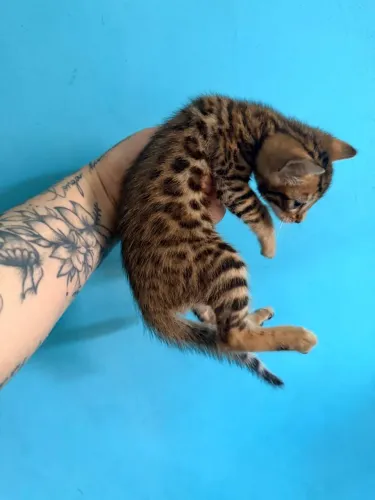 Filhote bengal