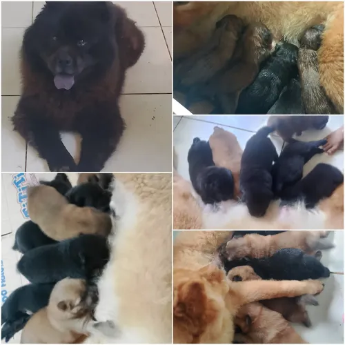 Chow Chow ?